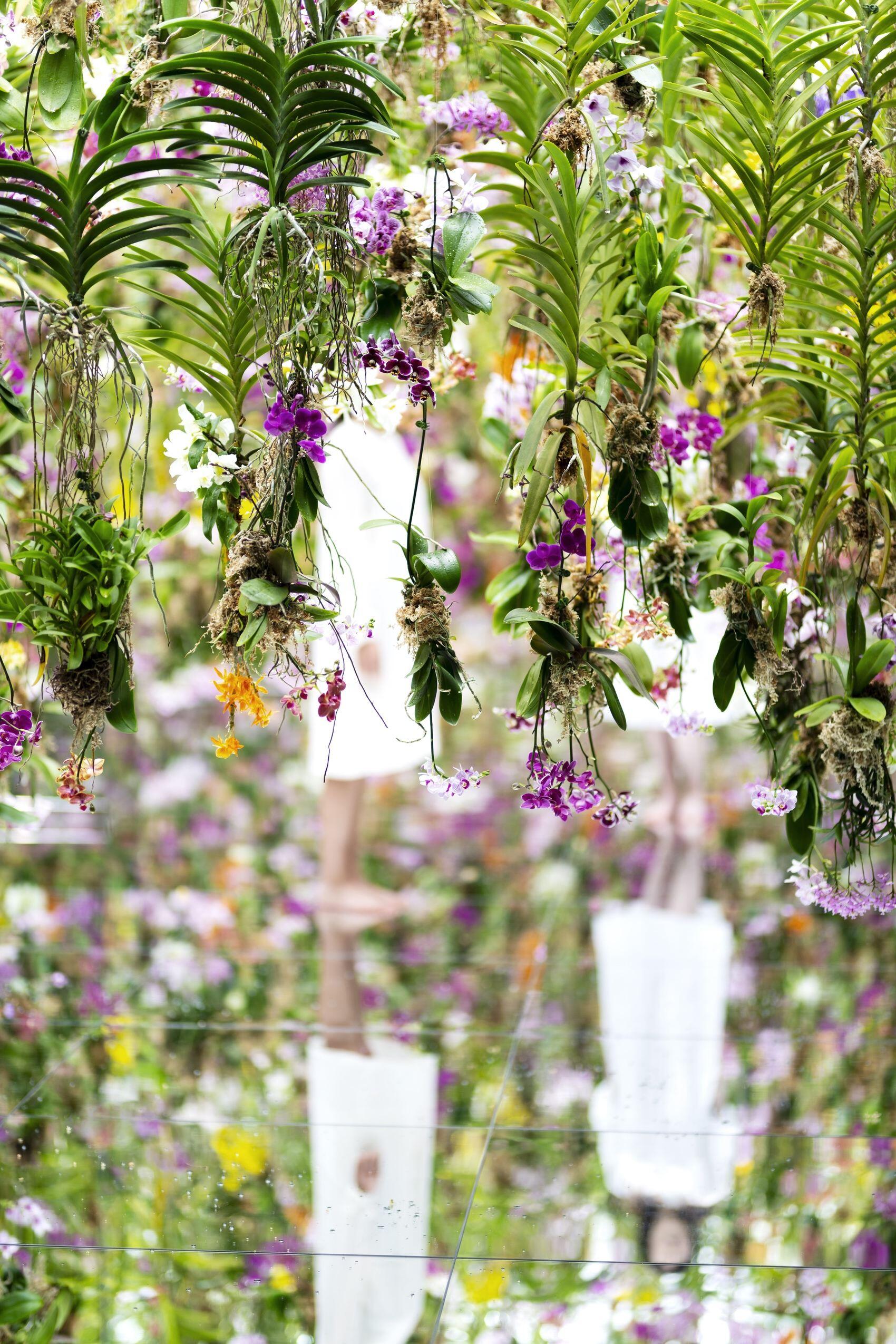 漂浮的花园——花朵与我同根同源，花园与我合为一体 / 澳门teamLab★超自然空间