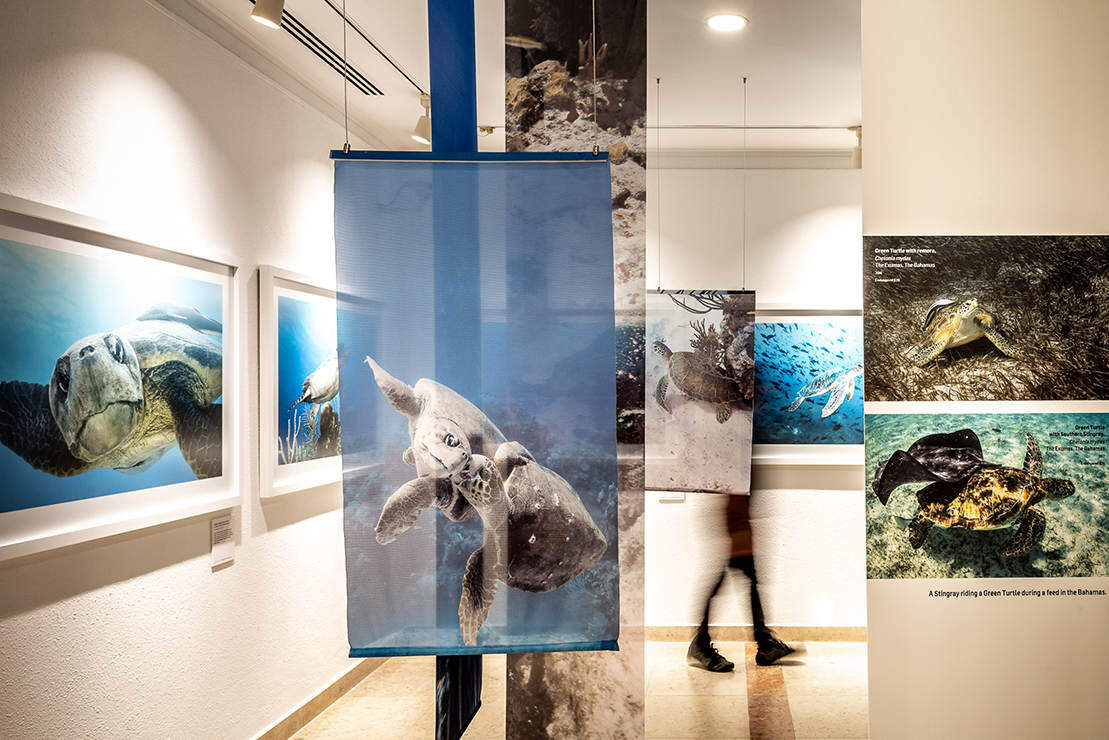 脆弱的美丽——展示侯赛因·阿迦汗水下摄影作品的“海带森林” / P 06 studio