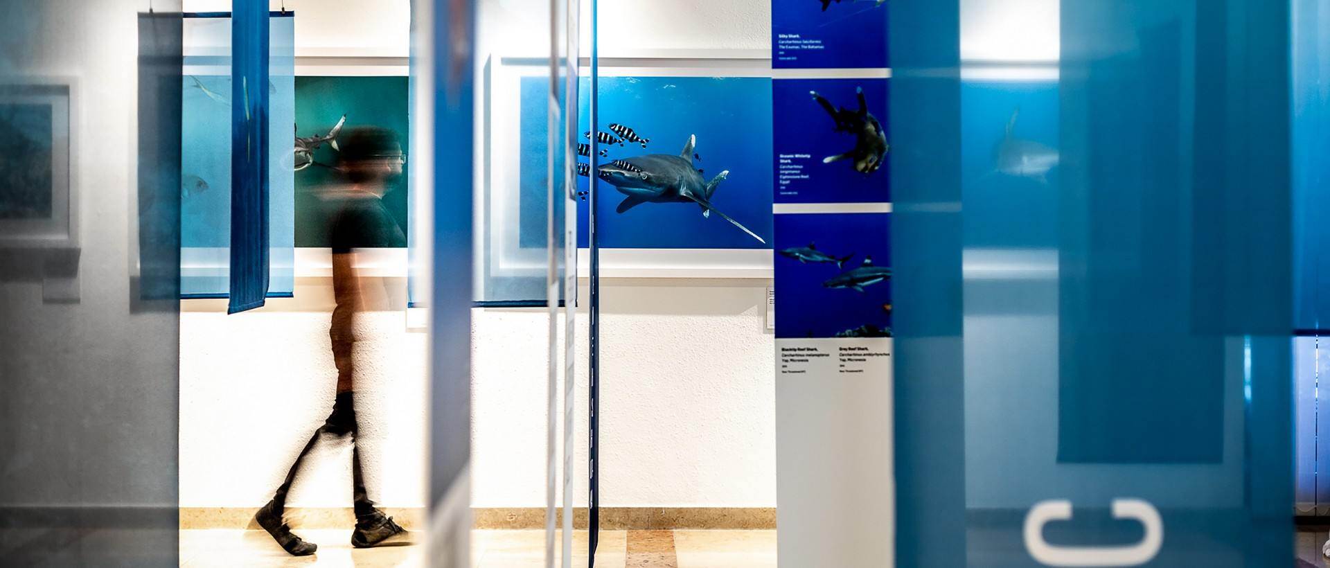 脆弱的美丽——展示侯赛因·阿迦汗水下摄影作品的“海带森林” / P 06 studio
